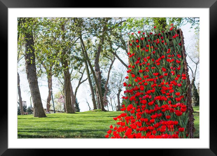 Red tulips in nature in spring Framed Mounted Print by Turgay Koca