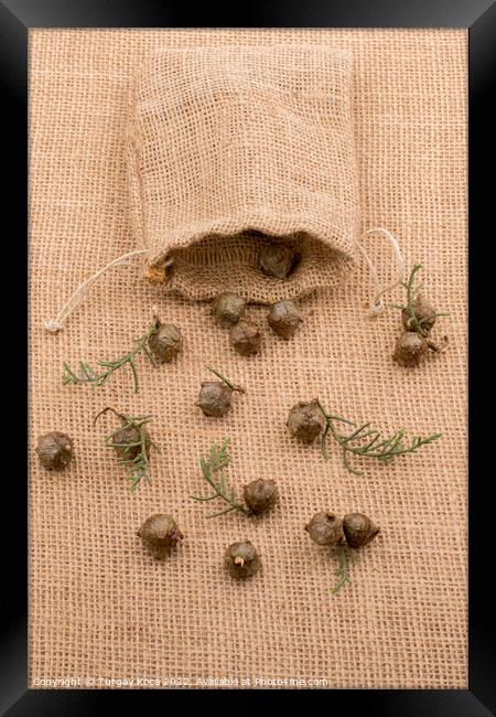 Plant pods, capsules out of sack  Framed Print by Turgay Koca