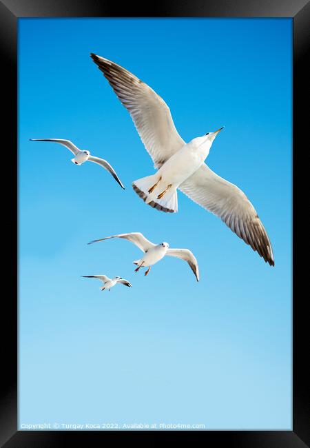 Seagulls are  flying in a sky Framed Print by Turgay Koca