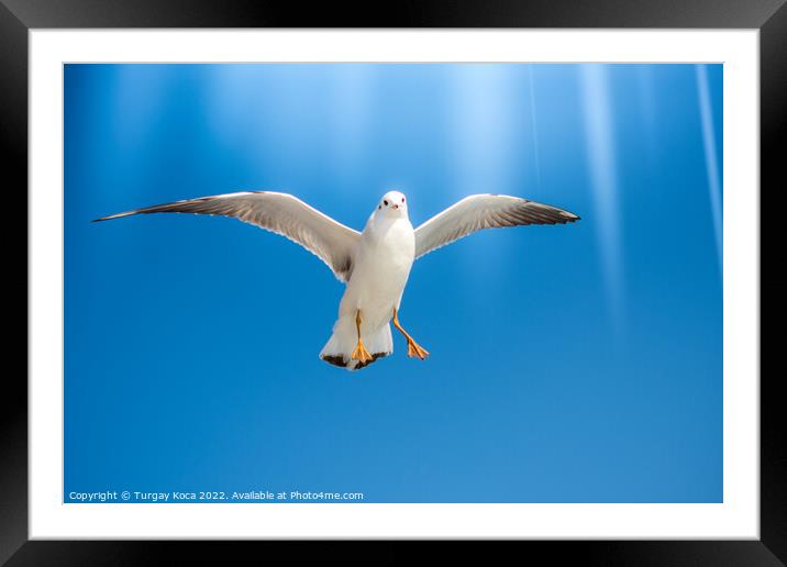 Pair of  seagulls flying in a sky Framed Mounted Print by Turgay Koca