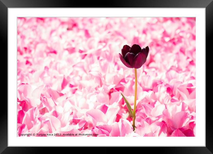 Pink color tulip flowers bloom  Framed Mounted Print by Turgay Koca