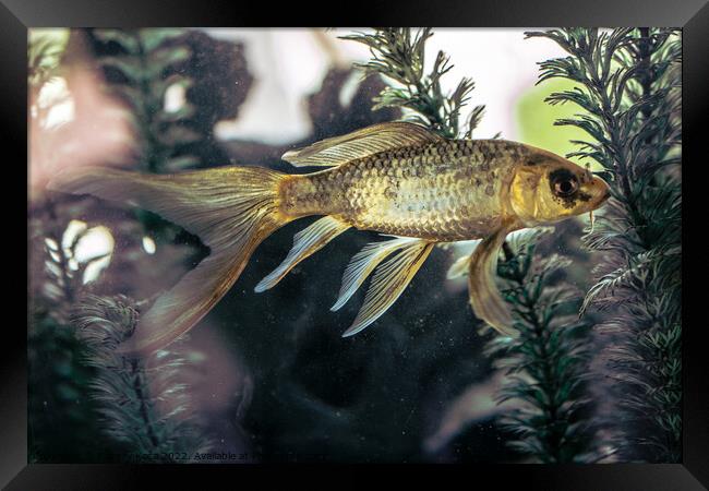 Beautiful fish in the aquarium  Framed Print by Turgay Koca