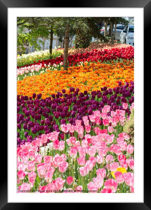 Blooming colorful tulip flowers in the garden Framed Mounted Print by Turgay Koca