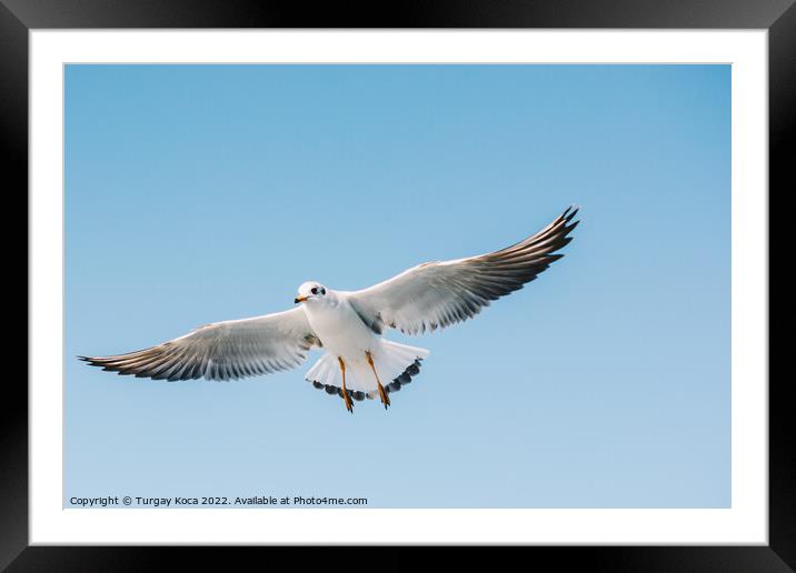 Single seagull flying in a sky Framed Mounted Print by Turgay Koca