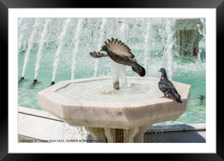 City pigeons by the side of  fountain Framed Mounted Print by Turgay Koca