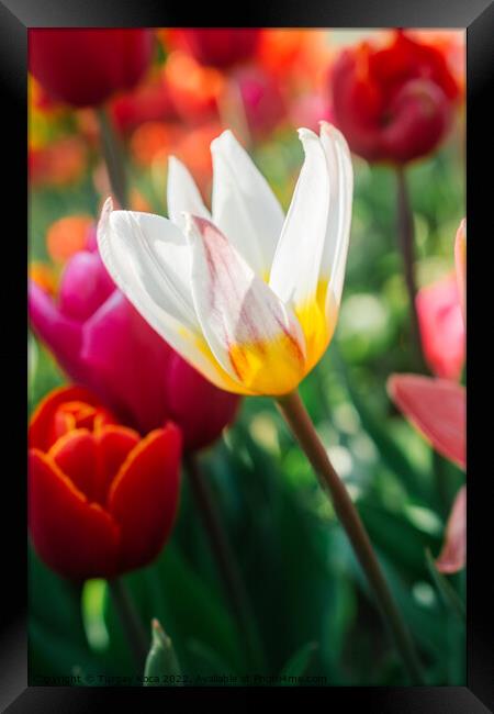 Blooming tulip flowers in spring as  floral background Framed Print by Turgay Koca