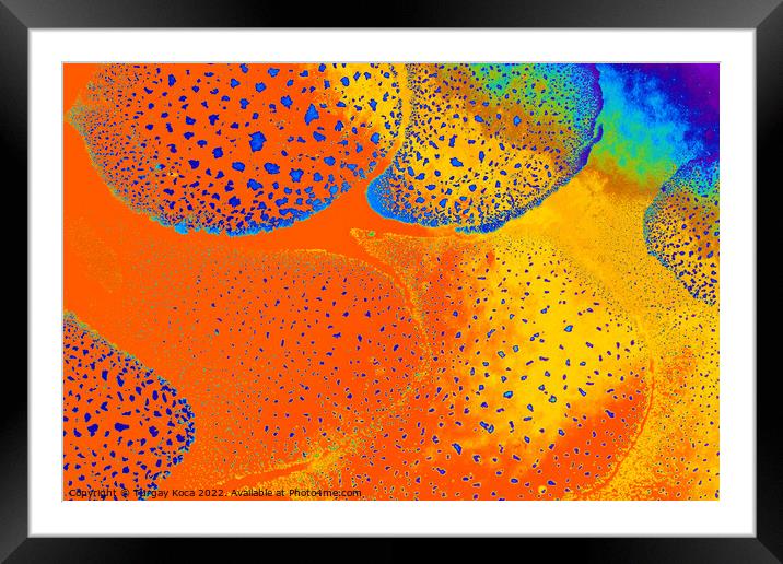Macro shot of  water-oil emulsion over colored background Framed Mounted Print by Turgay Koca