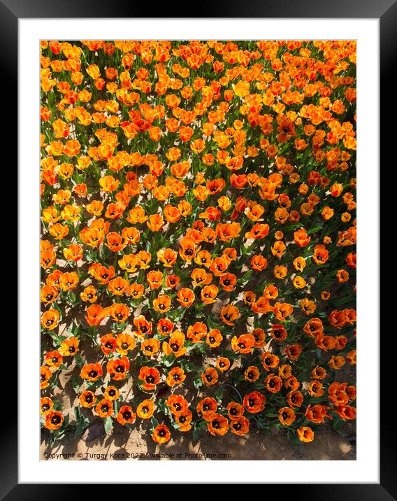Blooming colorful tulip flowers as floral background Framed Mounted Print by Turgay Koca