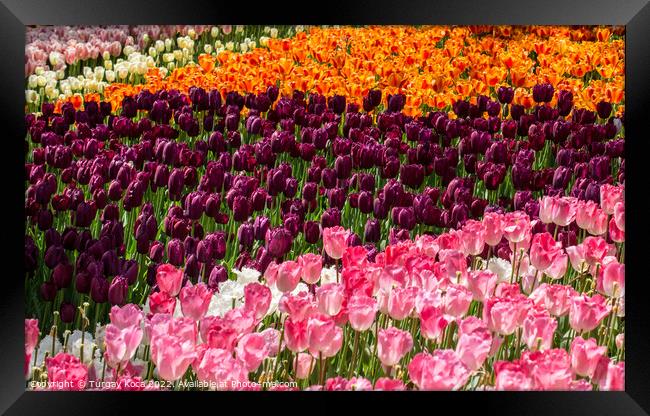 Blooming colorful tulip flowers as floral background Framed Print by Turgay Koca