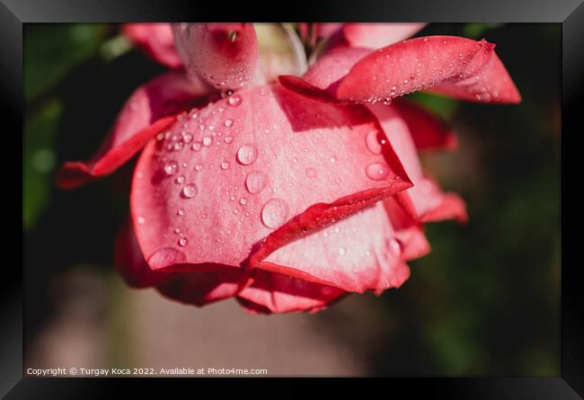 Rose with water drops on it Framed Print by Turgay Koca