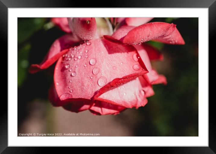 Rose with water drops on it Framed Mounted Print by Turgay Koca