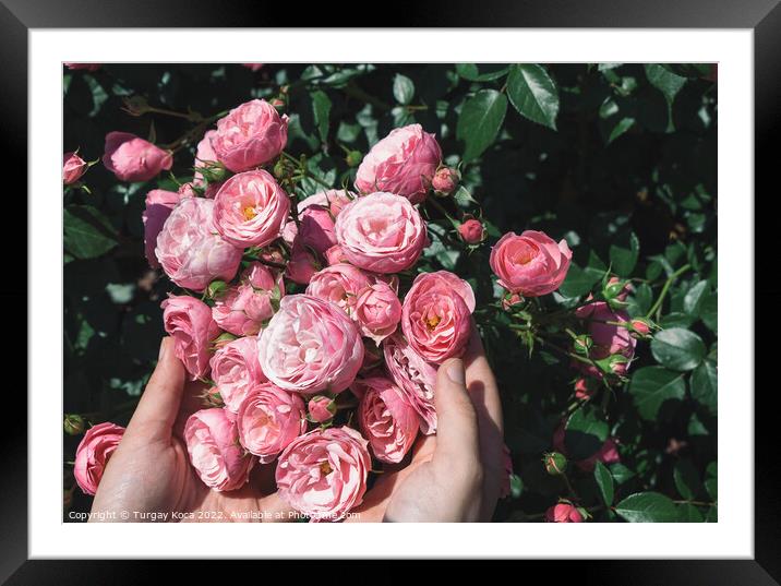 Beautiful fresh roses in hand Framed Mounted Print by Turgay Koca