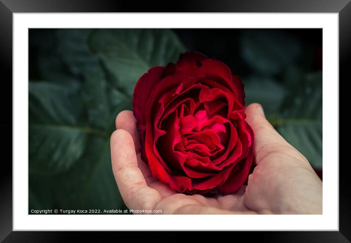 Beautiful colorful Rose Flower Framed Mounted Print by Turgay Koca