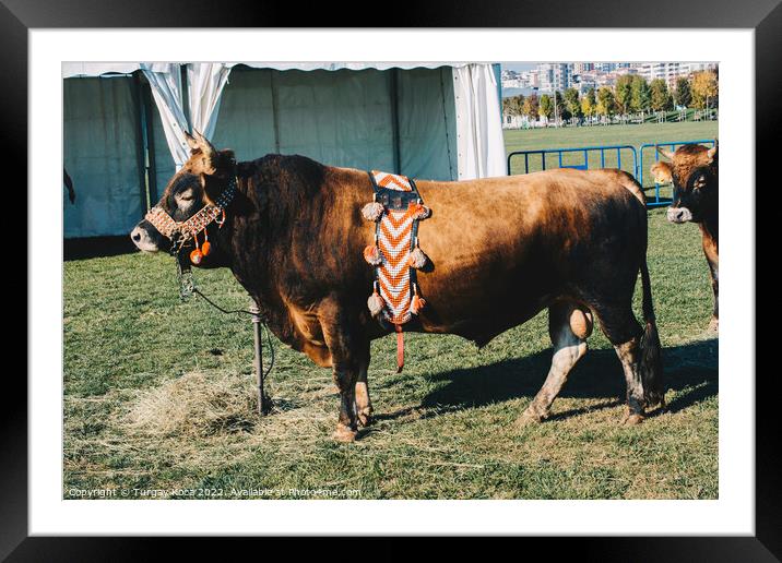 Brown bull with traditional Turkish fabric on it on green grass Framed Mounted Print by Turgay Koca