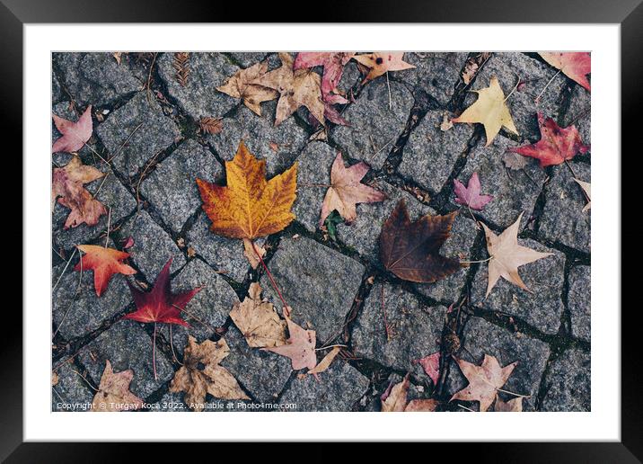 Brown leaf texture and background. Dry leaves background texture Framed Mounted Print by Turgay Koca