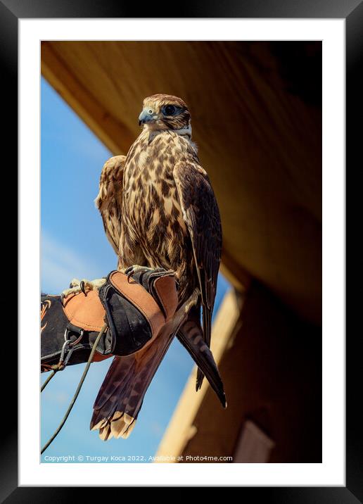 Falcon hawk bird sitting on falconers hand during show Framed Mounted Print by Turgay Koca