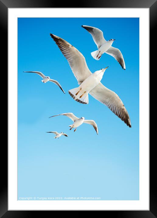 Seagulls are  flying in a sky Framed Mounted Print by Turgay Koca
