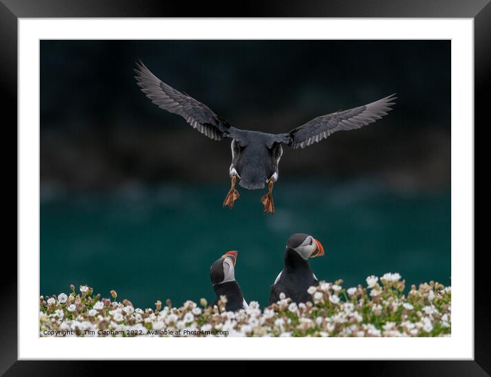 Puffin coming into land Framed Mounted Print by Tim Clapham