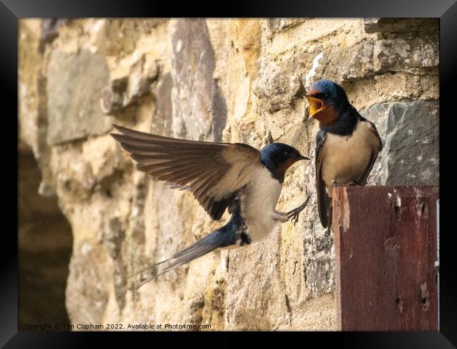 Barn Swallows coming home Framed Print by Tim Clapham