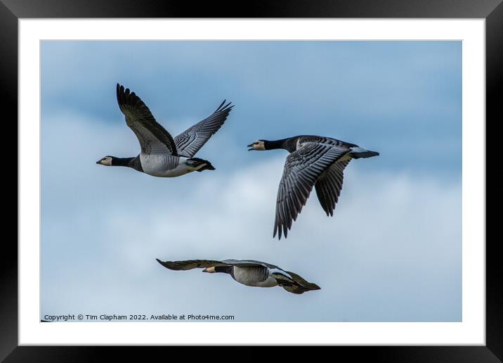 3 Barnacle geese in perfect flight formation Framed Mounted Print by Tim Clapham