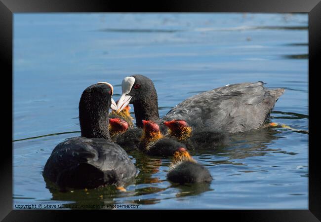 Fluffy Coot Chicks Feeding on a Lake. Framed Print by Steve Gill