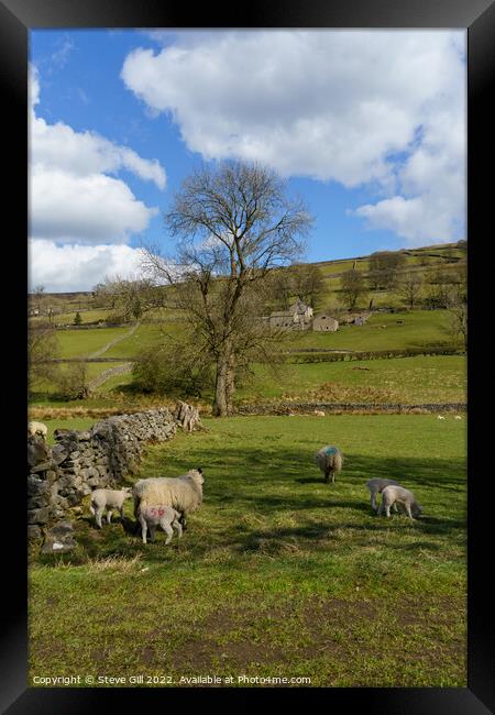 Two Spring Lambs in a Field with Their Mother. Framed Print by Steve Gill