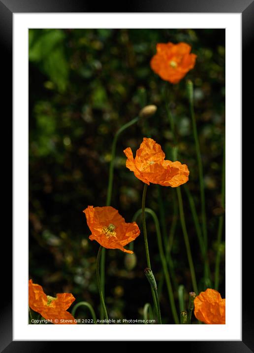 Bright Orange Bowl-shaped Iceland Poppies. Framed Mounted Print by Steve Gill