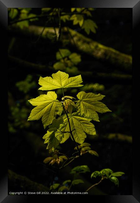 Vibrant Sunlit Sycamore Maple Leaves. Framed Print by Steve Gill