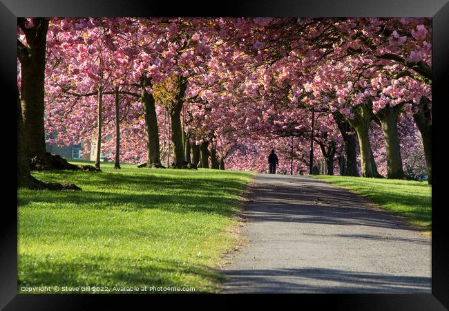 Overhanging Pink Cherry Blossom Along a Path in Harrogate. Framed Print by Steve Gill