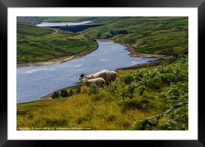 Scar House Reservoir with Grazing Sheep in the Foreground. Framed Mounted Print by Steve Gill