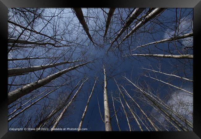 Tall Straight Leafless Aspen Trees. Framed Print by Steve Gill