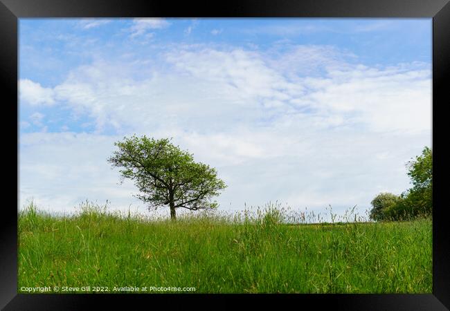Solitary Tree in the Middle of a Field. Framed Print by Steve Gill