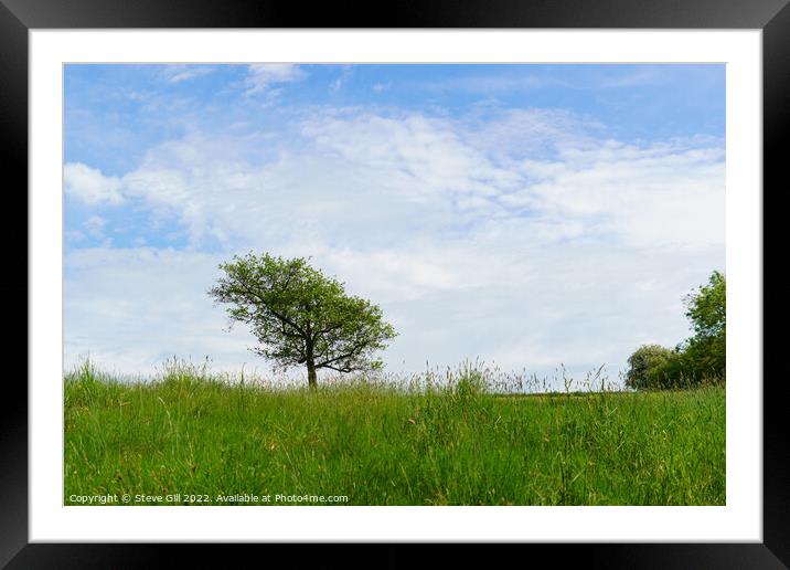 Solitary Tree in the Middle of a Field. Framed Mounted Print by Steve Gill