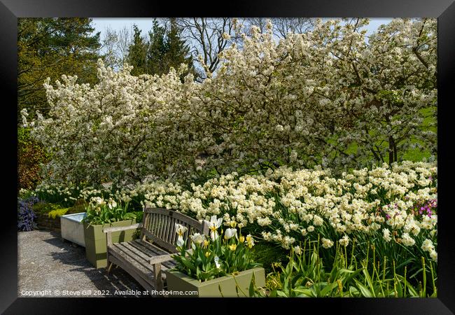 Stunning  Spring Garden Display of White Apple Blossom and Daffodils. Framed Print by Steve Gill