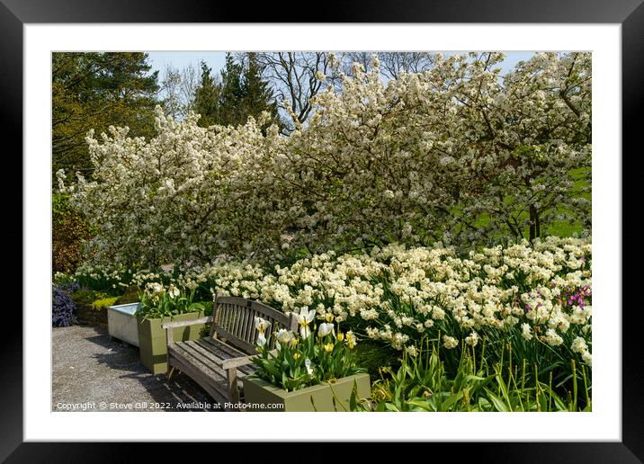Stunning  Spring Garden Display of White Apple Blossom and Daffodils. Framed Mounted Print by Steve Gill