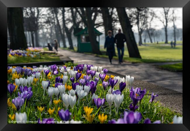 Urban Crocuses Next to a Path in Harrogate Town Centre. Framed Print by Steve Gill