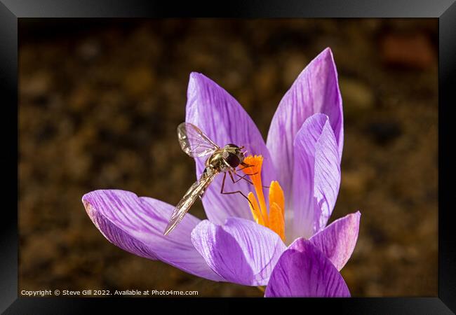 Hoverfly Pollinating a Crocus. Framed Print by Steve Gill