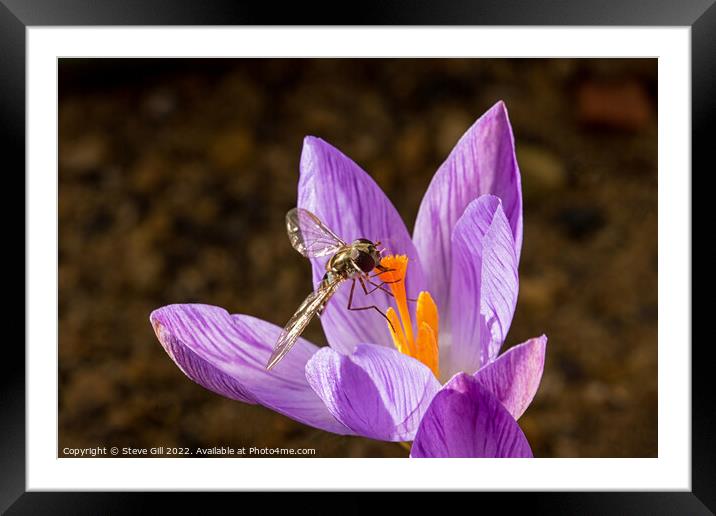 Hoverfly Pollinating a Crocus. Framed Mounted Print by Steve Gill