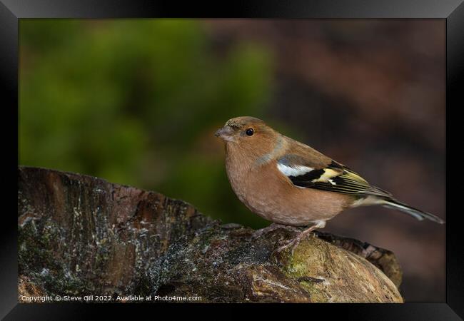 Male Chaffinch Perched on a Tree Stump. Framed Print by Steve Gill