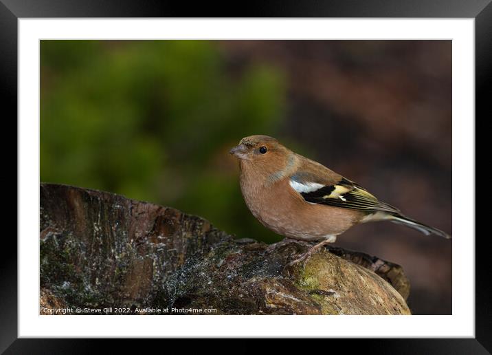 Male Chaffinch Perched on a Tree Stump. Framed Mounted Print by Steve Gill