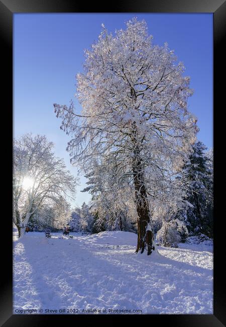 Wintry sunshine illuminating Snow Covered Trees in Framed Print by Steve Gill