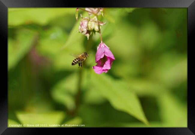 Busy Honey Bee in Full Flight.  Framed Print by Steve Gill