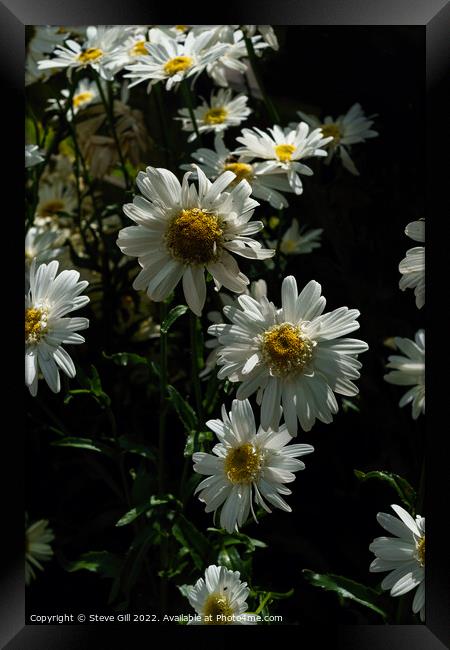 Highland White Dream Shasta Daisy. Framed Print by Steve Gill
