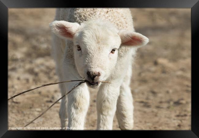 Innocent Lamb Walking Towards the Camera. Framed Print by Steve Gill