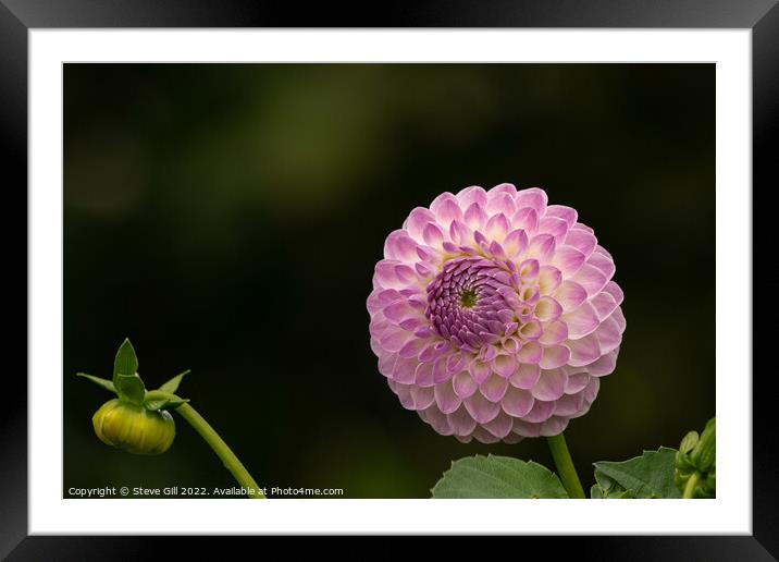 Delicate Pale Pink Ball Dahlia. Framed Mounted Print by Steve Gill