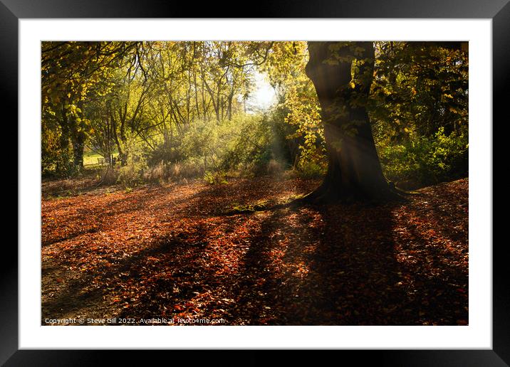 Autumnal Sunburst Illuminating Fallen Beech Leaves. Framed Mounted Print by Steve Gill