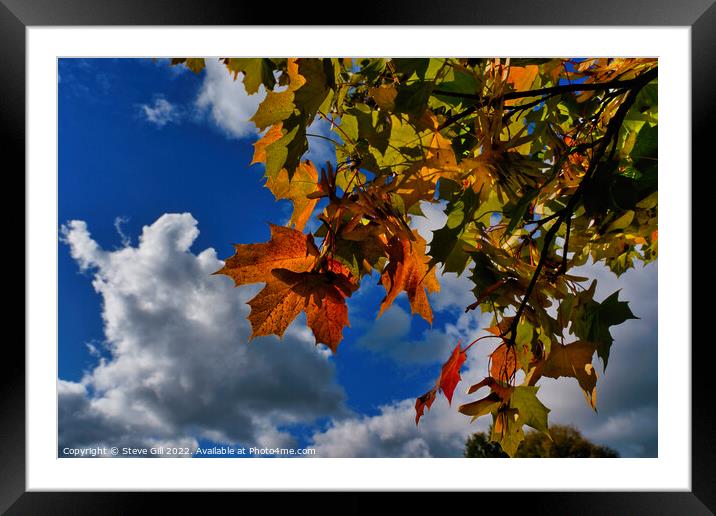 Vibrant Red,Yellow and Green Autumn Maple Leaves.  Framed Mounted Print by Steve Gill