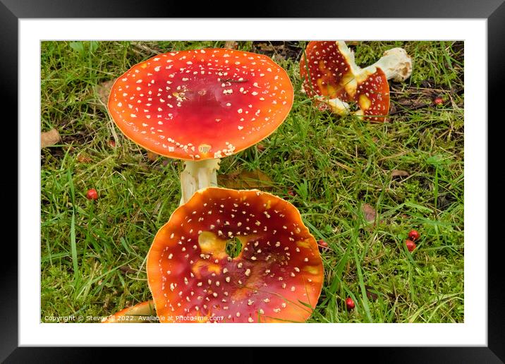 Amanita muscaria Mushroom, Commonly Called Fly Agaric. Framed Mounted Print by Steve Gill
