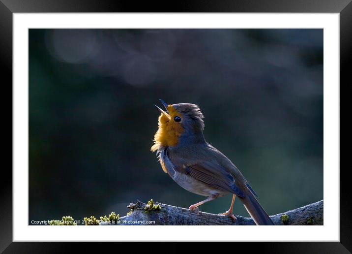 Backlit Robin with Orange and Grey Plumage Perched on a Branch. Framed Mounted Print by Steve Gill