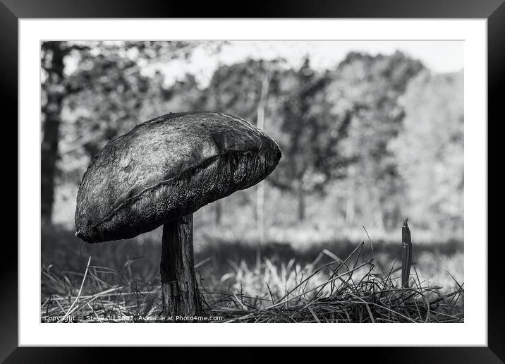Solitary Huge Bitter Bolete Mushroom.  Framed Mounted Print by Steve Gill